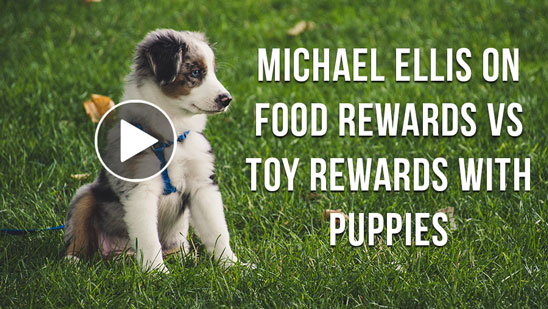 Video: Michael Ellis on Food Rewards VS Toy Rewards with Puppies