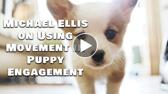Video: Michael Ellis on Using Movement in Puppy Engagement