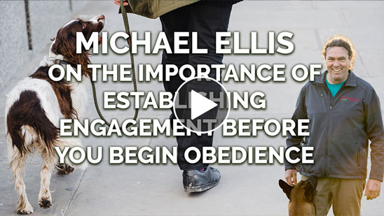 Video: Michael Ellis on The Importance of Establishing Engagement Before You Begin Obedience
