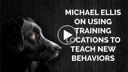 Video: Michael Ellis on Using Training Locations to Teach New Behaviors