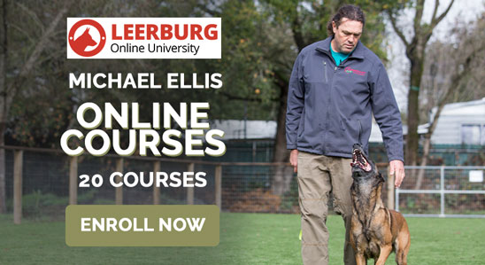 Courses by Michael Ellis