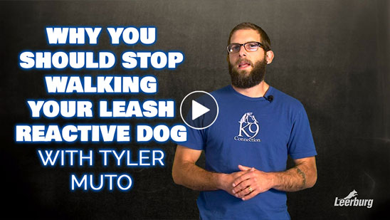 Video: Why You Should Stop Walking Your Leash Reactive Dog with Tyler Muto