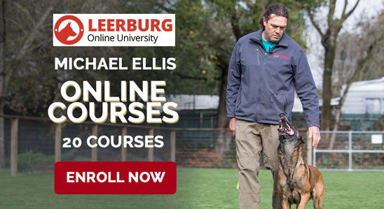 Courses by Michael Ellis