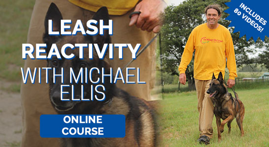 Leash Reactivity with Michael Ellis
