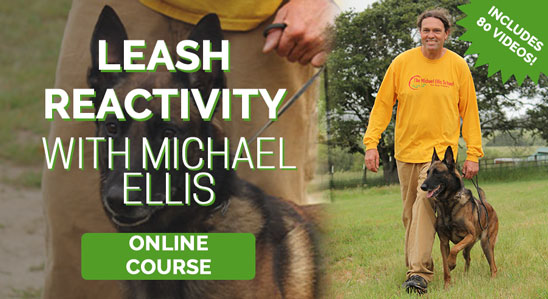 Leash Reactivity with Michael Ellis