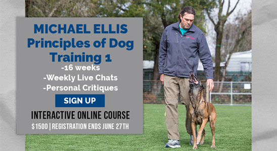 Principles of Dog Training 1 Interactive Course