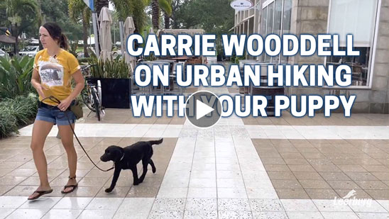 Video: Carrie Wooddell on Urban Hiking with Your Puppy