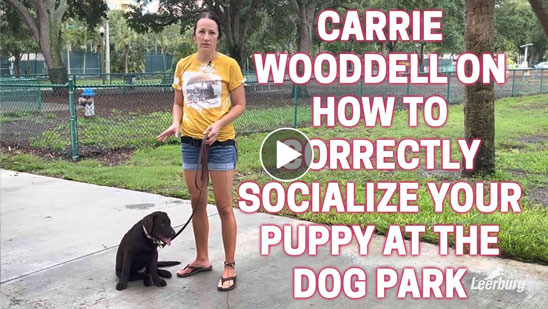 Video: Carrie Wooddell on How to Correctly Socialize Your Puppy at The Dog Park