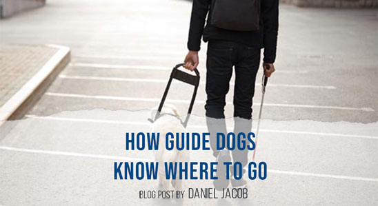 How Guide Dogs Know Where to Go