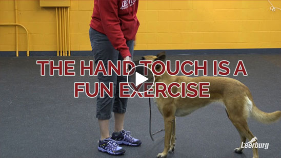Video: The Hand Touch is a Fun Exercise