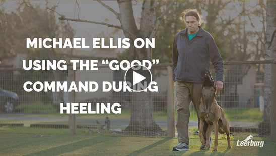 Video: Michael Ellis on Using the Good Command During Heeling