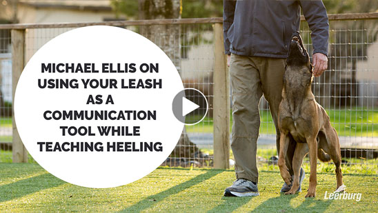 Video: Michael Ellis on Using Your Leash as a Communication Tool While Teaching Heeling