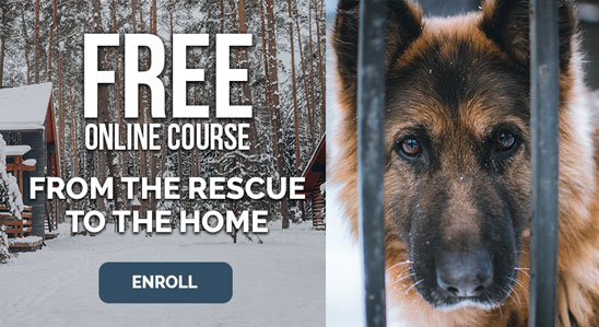 Free Course - From The Rescue to The Home