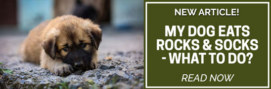 New Training Article - My Dog Eats Rocks and Socks