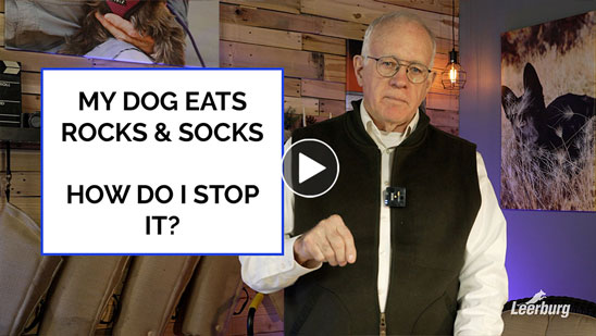 Video:My Dog Eats Rocks &amp; Socks - How Do I Stop It?