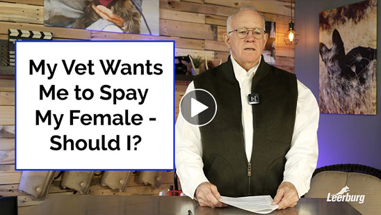 Video: My Vet Wants Me to Spay My Female - Should I?