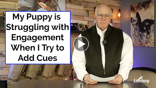 Video: My Puppy is Struggling with Engagement When I Try to Add Cues