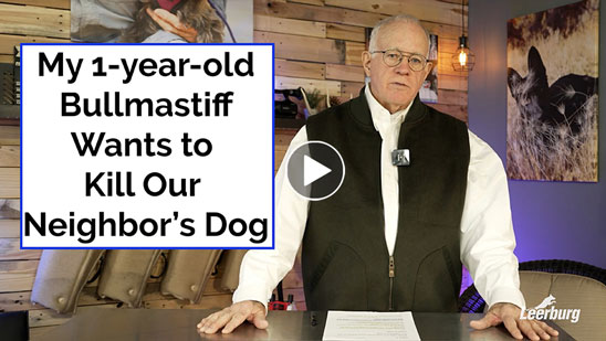 Video:My 1-Year-Old Bullmastiff Wants to Kill Our Neighbor's Dog