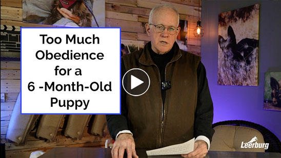 Video: Too Much Obedience For A 6-Month-Old Puppy