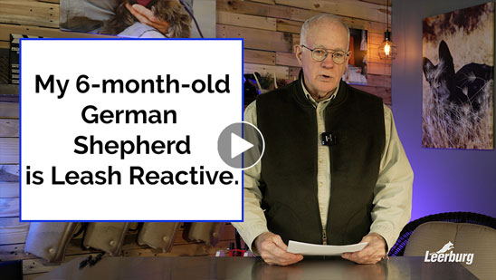 Video: My 6-Month-Old German Shepherd is Leash Reactive