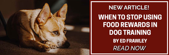 Training Article: When to Stop Using Food Rewards in Dog Training