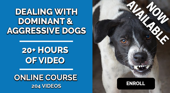 Dealing with Dominant &amp; Aggressive Dogs