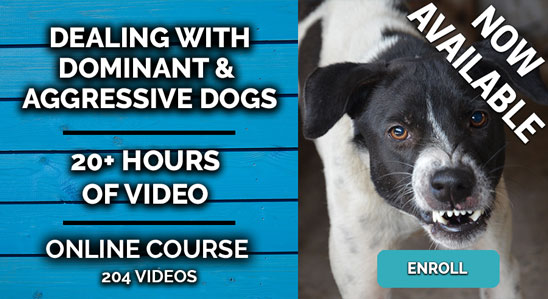 New Course - Dealing with Dominant & Aggressive Dogs