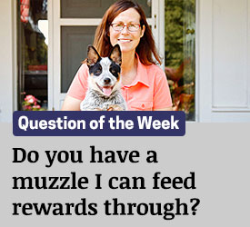 Featured QA: Do you have a muzzle I can feed rewards through?