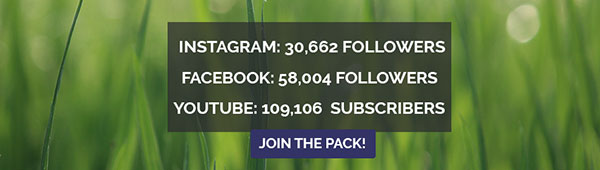 We have over 180,000
                                                      followers. Join the pack! 