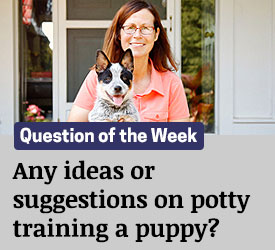 Featured QA:
                                                      Any ideas or suggestions on potty training a puppy? 