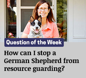 Featured QA: How can I stop a German Shepherd from resource guarding?