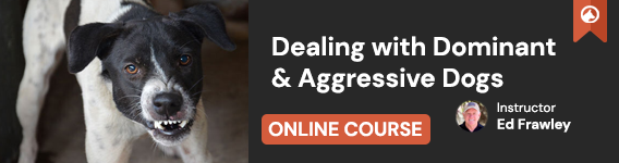 New Course: Dealing with Dominant and Aggressive Dogs