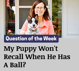 Featured QA: My Puppy Will Not Recall When He Has A Ball?