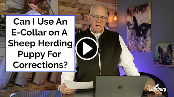 Video: Can I Use An E-Collar On A Sheep Herding Puppy For Corrections?
