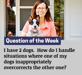 Featured QA: I have 2 dogs. How do I handle situations where one of my dogs inappropriately overcorrects the other one?