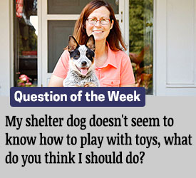 Featured QA: My shelter dog doesn't seem to know how to play with toys, what do you think I should do?