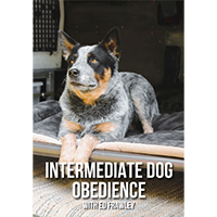 Intermediate Dog Obedience