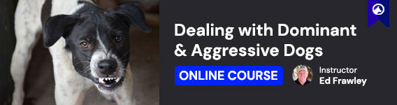 New Course: Dealing with Dominant and Aggressive Dogs