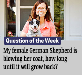 Featured QA: My female German Shepherd is blowing her coat, how long until it will grow back?