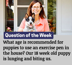 Featured QA: What age is recommended for puppies to use an exercise pen in the house? Our 18 week old puppy is lunging and biting us.