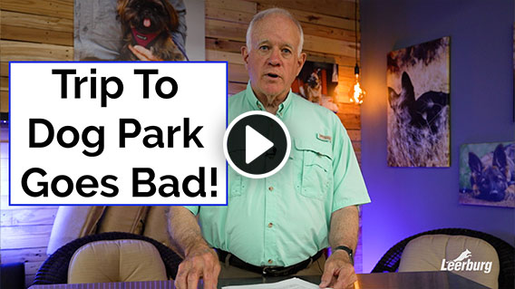 Video: Trip To Dog Park Goes Bad!