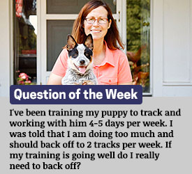Featured QA: I've been training my puppy to track and working with him 4-5 days per week. I was told that I am doing too much and should back off to 2 tracks per week. If my training is going well do I really need to back off?