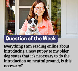Featured QA: Everything I am reading online about introducing a new puppy to my older dog states that it's necessary to do the introduction on neutral ground, is this necessary?