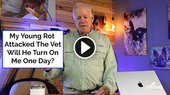 Video: My Young Rot Attacked The Vet. Will He Turn On Me One Day?