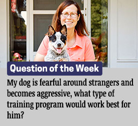 Featured QA: My dog is fearful around strangers and becomes aggressive, what type of training program would work best for him?