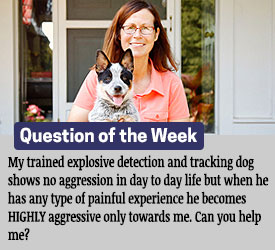 Featured QA: My trained explosive detection and tracking dog shows no aggression in day to day life but when he has any type of painful experience he becomes HIGHLY aggressive only towards me. Can you help me?