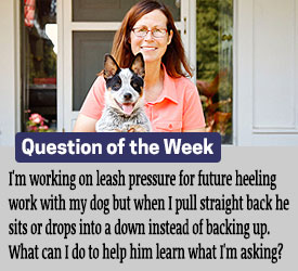 Featured QA: I'm working on leash pressure for future heeling work with my dog but when I pull straight back he sits or drops into a down instead of backing up. &nbsp;What can I do to help him learn what I'm asking?