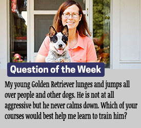 Featured QA: My young Golden Retriever lunges and jumps all over people and other dogs. He is not at all aggressive but he never calms down. Which of your courses would best help me learn to train him?