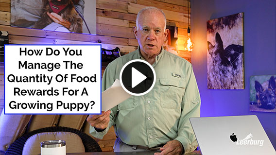 Video: How Do You Manage The Quantity Of Food Rewards For A Growing Puppy?