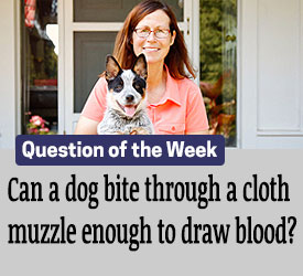 Featured QA: Can a dog bite through a cloth muzzle enough to draw blood?